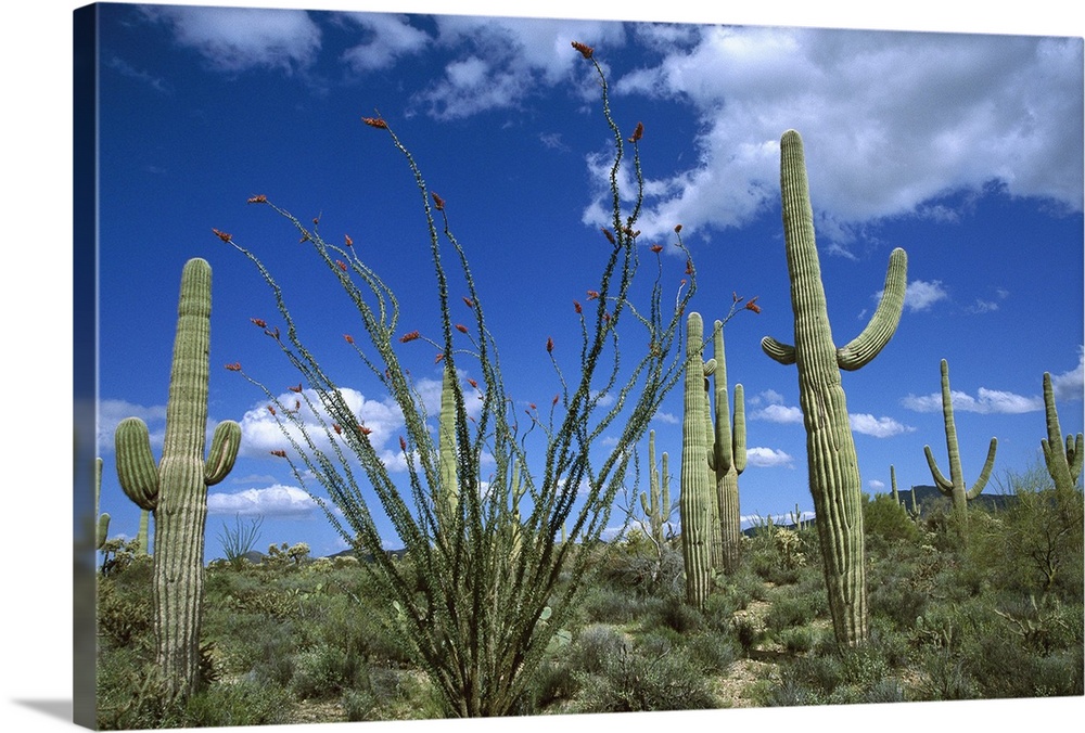 Saguaro cactus, Ocotillo, Prickly Pear, and Cholla cactus, Sonoran Desert, Arizona