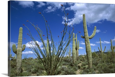 Saguaro cactus, Ocotillo, Prickly Pear, and Cholla cactus, Sonoran Desert, Arizona