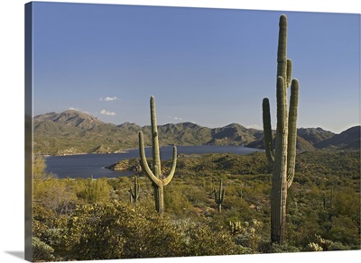 Saguaro (Carnegiea gigantea) cactus at Bartlett Lake, Arizona