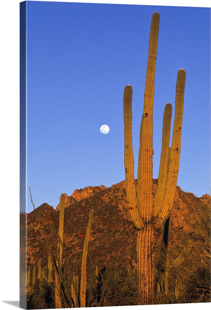 Saguaro (Carnegiea gigantea) cactus in desert, Sonoran Desert, Arizona