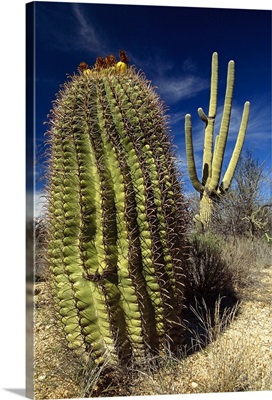 Saguaro with Fishhook Barrel Cactus, Sonoran Desert, Arizona