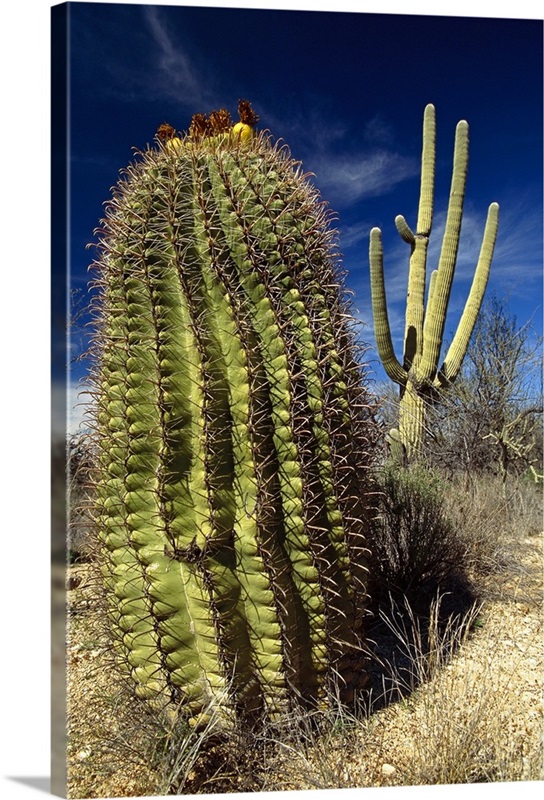 Saguaro with Fishhook Barrel Cactus, Sonoran Desert, Arizona | Large Metal Wall Art Print | Great Big Canvas