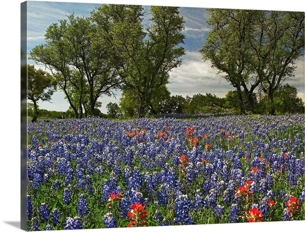Sand and Indian Paintbrush in bloom Hill Country Texas Wall Art, Canvas Prints