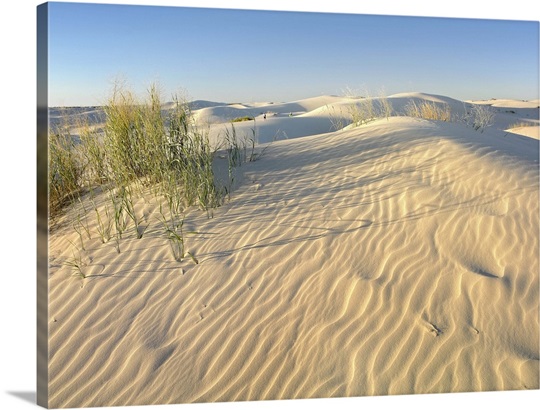 Sand dunes, Monahans Sandhills State Park, Texas Photo Canvas Print ...