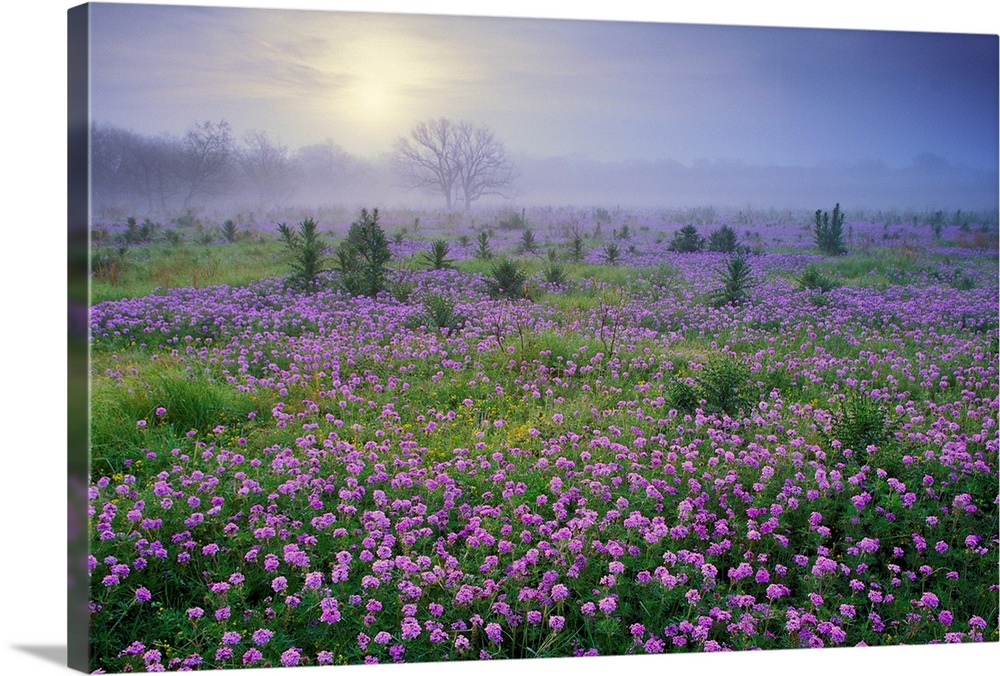 Sand Verbena (Abronia sp) flower field at sunrise in fog, Hill Country, Texas