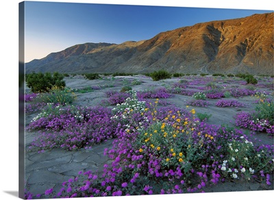 Sand Verbena and Desert Sunflowers, Anza-Borrego Desert State Park, California