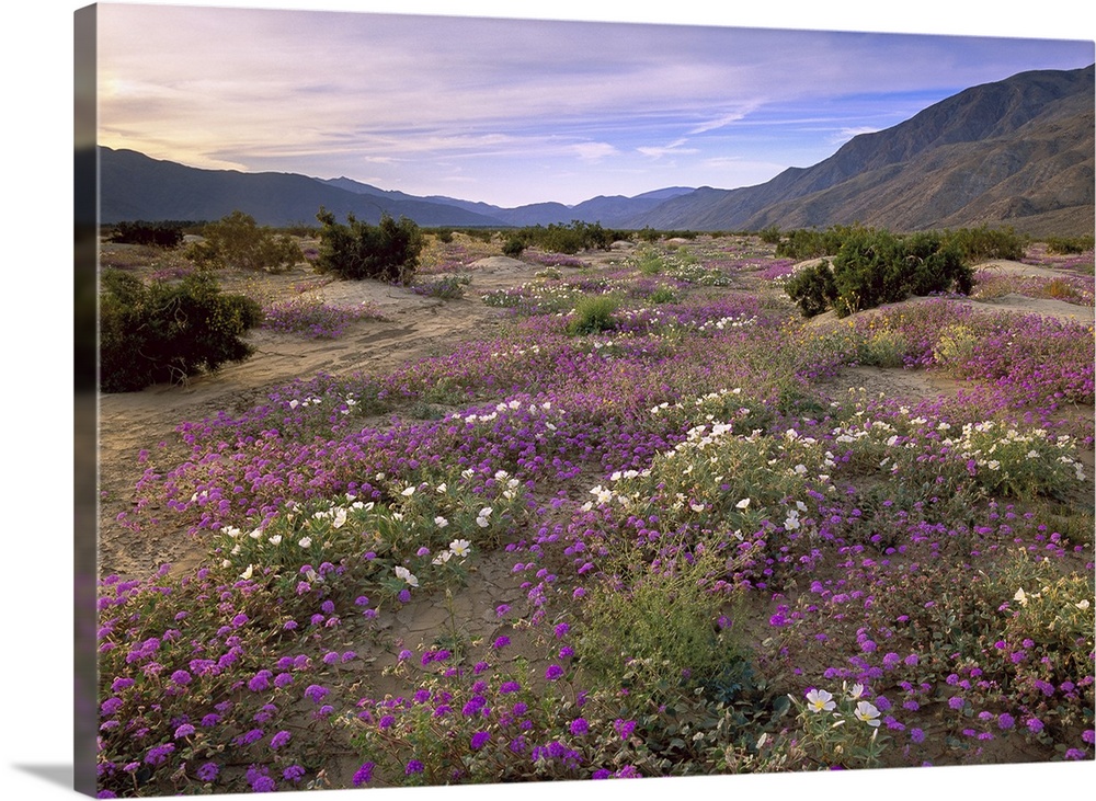Sand Verbena (Abronia sp) and Primrose blooming, Anza-Borrego Desert State Park, California. Small wildflowers cover an op...