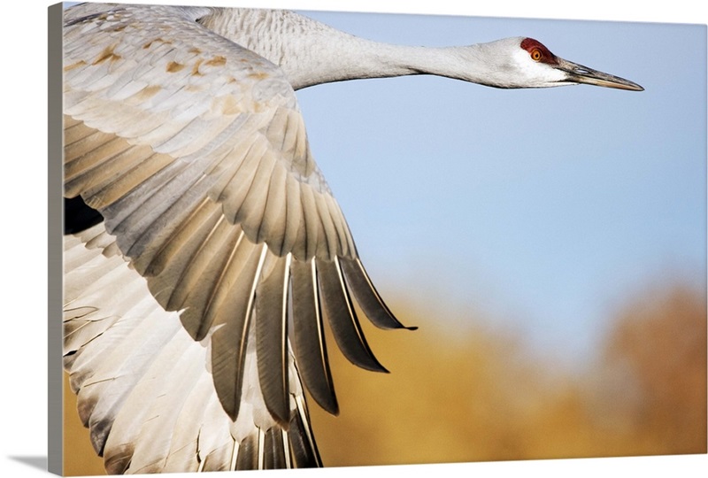 sandhill-crane-flying-bosque-del-apache-national-wildlife-refuge-new