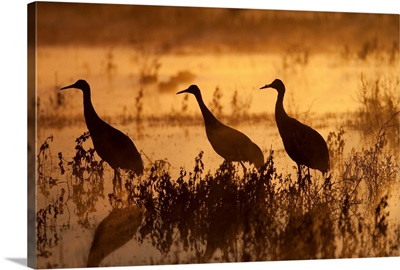Sandhill Crane trio at sunrise, Bosque Del Apache National Wildlife Refuge, New Mexico
