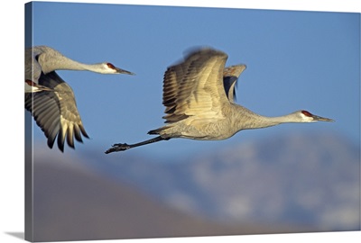 Sandhill Cranes (Grus canadensis) flying, North American