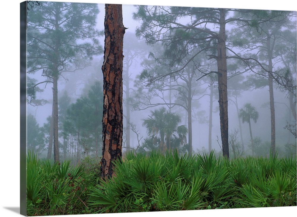 Saw Palmetto and Pine trees in fog, near Estero River, Florida