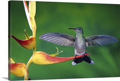 Scaly-breasted Hummingbird near a Heliconia flower in rainforest, Costa Rica