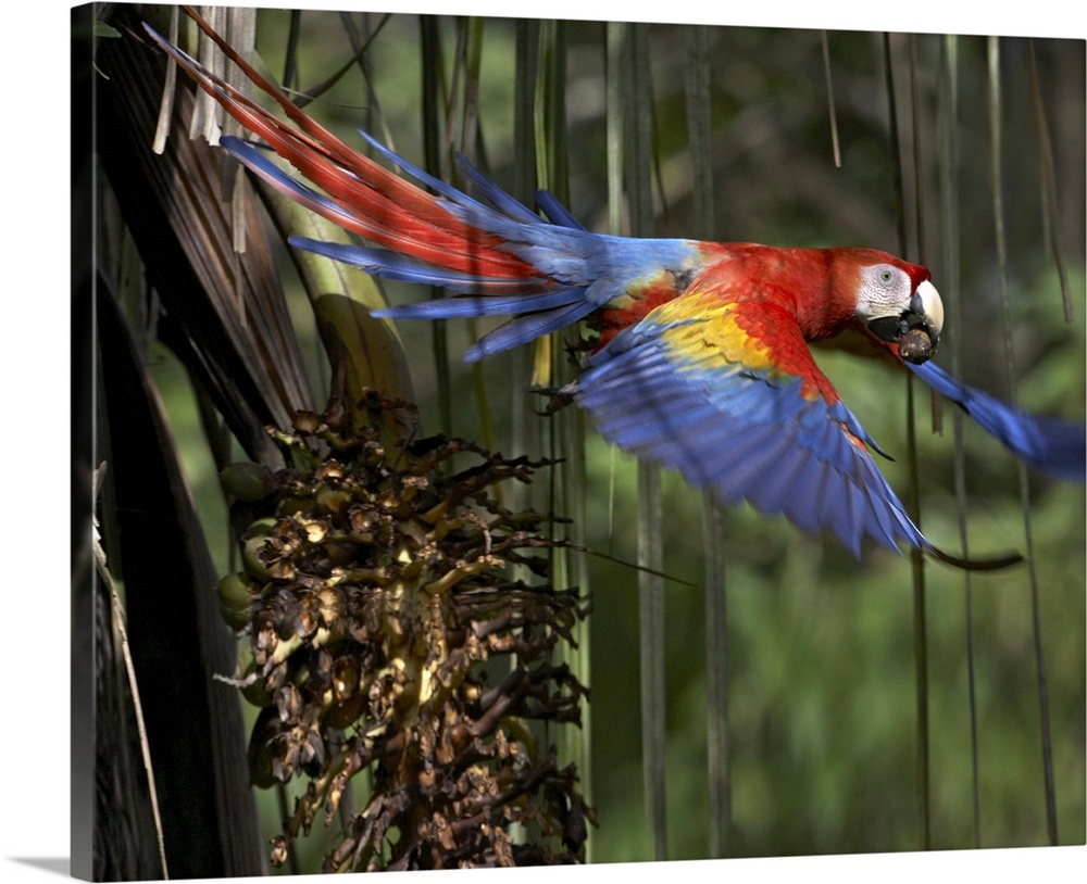 Scarlet Macaw (Ara macao) flying with palm nut, Costa Rica