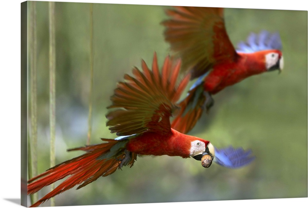 Scarlet Macaw (Ara macao) pair flying with palm fruit, Costa Rica