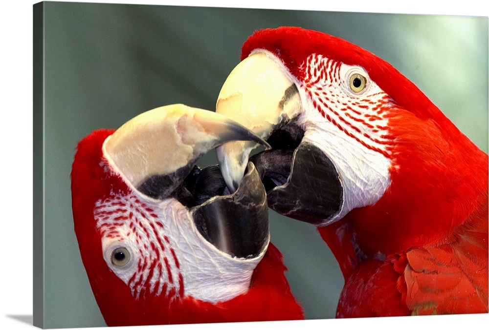 Scarlet Macaw (Ara macao) pair kissing, native to South America
