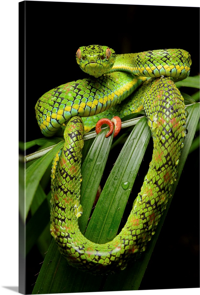Schultz' Pit Viper (Trimeresurus schultzei) showing red tail tip used for caudal luring, Thumb Peak, Palawan Island, Phili...