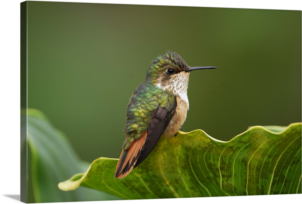 Scintillant Hummingbird, female(Selasphorus scintilla)Cerro La Muerte, Costa Rica