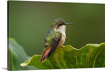 Scintillant Hummingbird (Selasphorus scintilla) female, Costa Rica