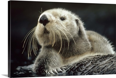 Sea Otter (Enhydra lutris) floating in kelp, North America