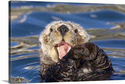 Sea Otter (Enhydra lutris) yawning, Monterey Bay, California