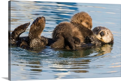 Sea Otter mother and pup, Elkhorn Slough, Monterey Bay, California