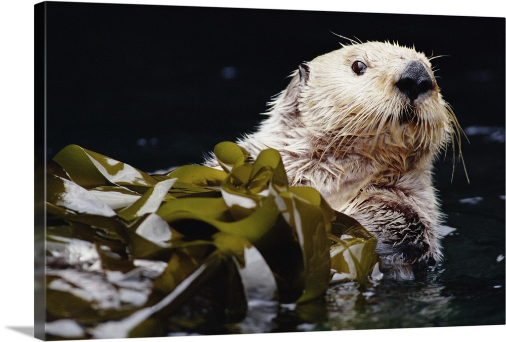 Sea Otter (Enhydra lutris) portrait in Kelp, Pacific coast, North America