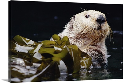 Sea Otter portrait in Kelp, Pacific coast, North America