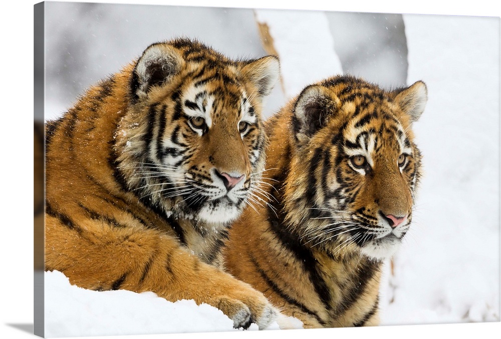 Junge Sibirischer Tiger im Schnee, Panthera tigris altaica / Siberian Tiger cubs in snow, Panthera tigris altaica, captive