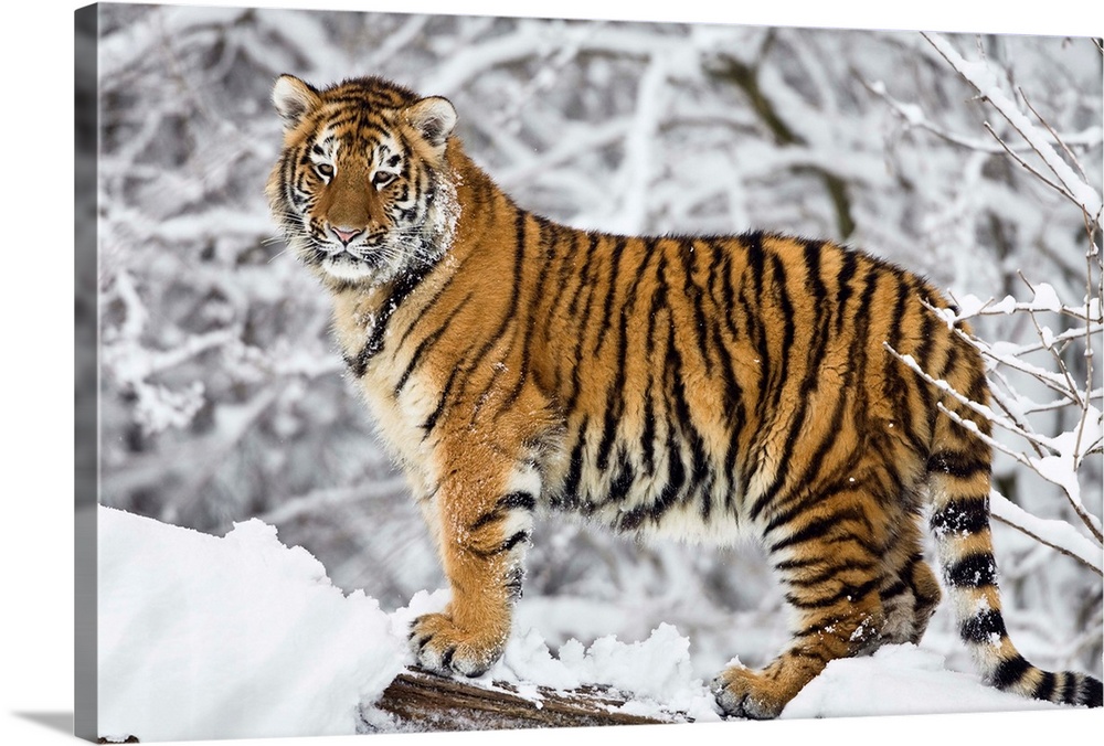 Sibirischer Tiger im Schnee, Panthera tigris altaica / Siberian Tiger in snow, Panthera tigris altaica, captive