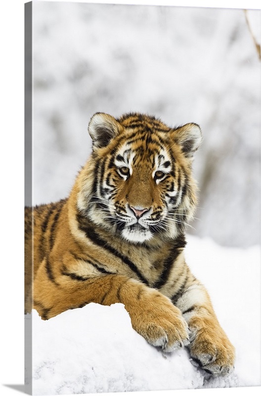 Siberian Tiger juvenile in snow Wall Art, Canvas Prints, Framed Prints ...