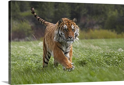 Siberian Tiger (Panthera tigris altaica) running, native to Russia
