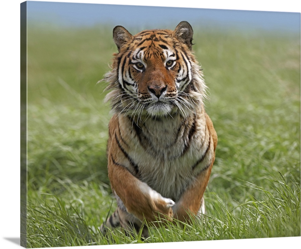 Tim Fitzharris-10608-Siberian tiger