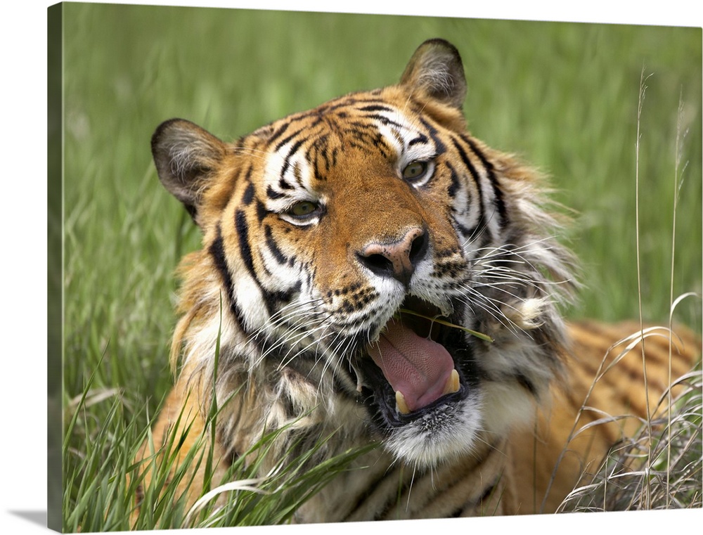 Siberian Tiger (Panthera tigris altaica) yawning, endangered, native to Siberia