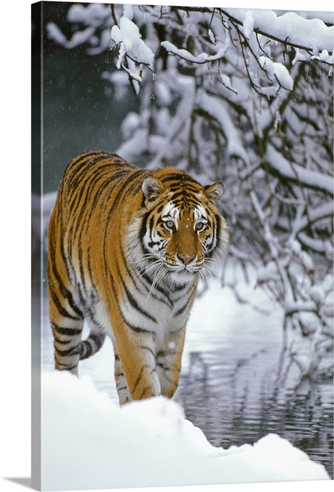 Photograph of wild cat in snow with river and snow covered branches in the distance.