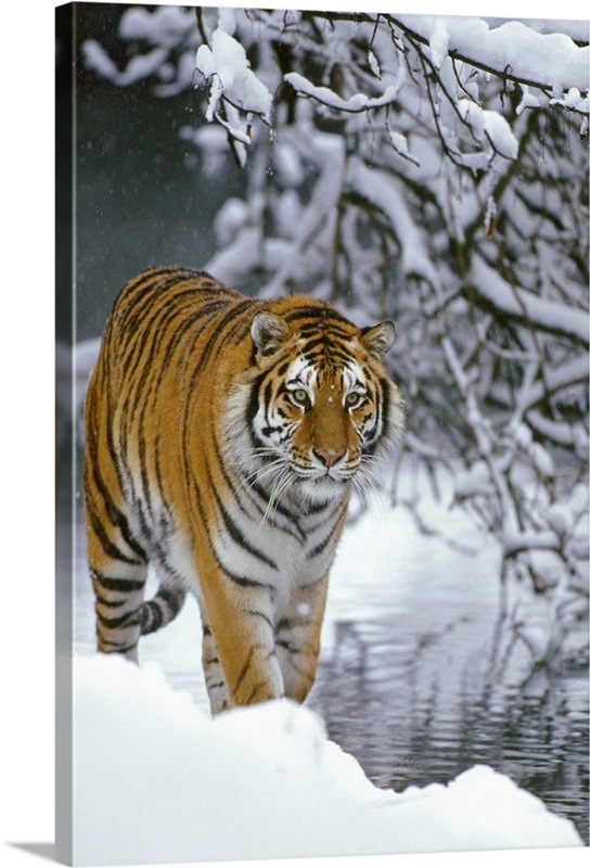 Siberian Tiger walking in snow, Siberian Tiger Park, Harbin, China Wall ...