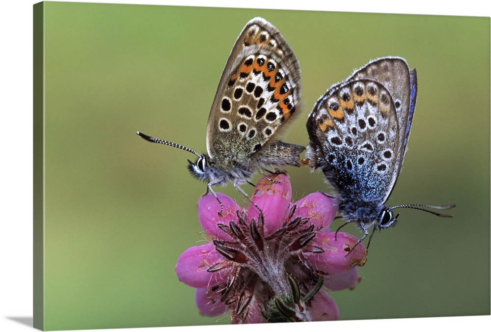 Silver-studded Blue butterfly (Plebejus argus) pair mating on flower, Europe
