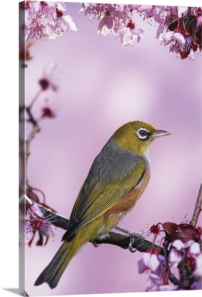 Silvereye (tauhou) perches on a cherry blossom in Spring, Christchurch