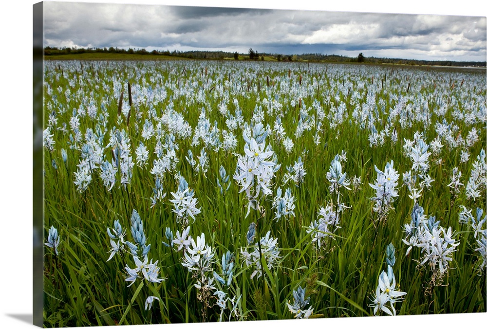 Camas flowers (Camassia quamash), On Weippe Prairie, Idaho. On September 20, 1805 the first members of Lewis and Clark's C...