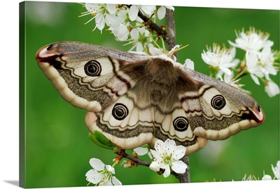 Small Emperor Moth female, Switzerland