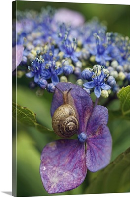 Snail on Hydrangea flower, Japan