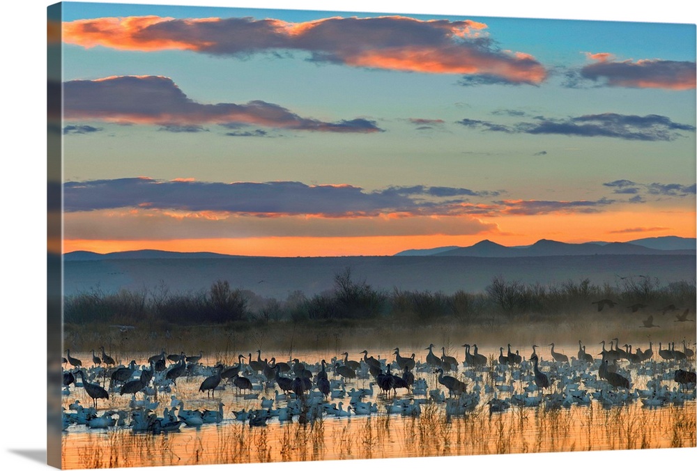 Snow Geese and Sandhill Cranes, Bosque del Apache National Wildlife Refuge, New Mexico