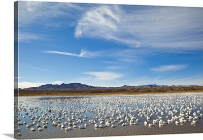 Snow Geese Bosque del Apache NWF New Mexico