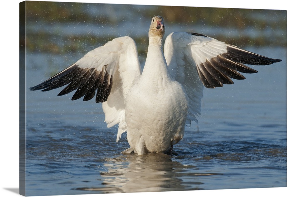 Snow Goose (Chen caerulescens), Winter, Skagit River Delta, Washington USA. Flapping wings after bath.