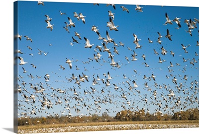 Snow Goose flock taking flight, Bosque Del Apache National Wildlife Refuge, New Mexico