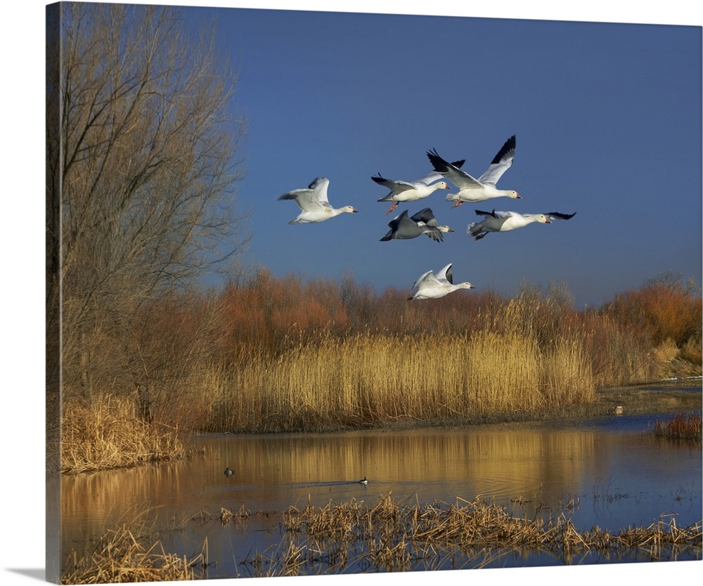Snow Goose group flying over wetland, Bosque del Apache, New Mexico