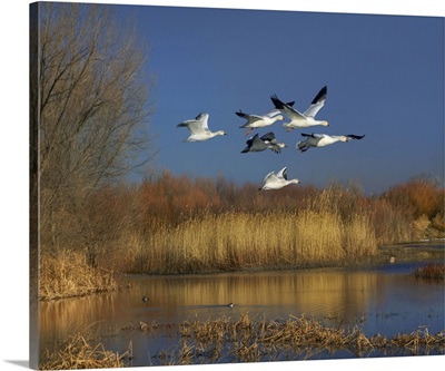 Snow Goose Group Flying Over Wetland, Bosque Del Apache, New Mexico