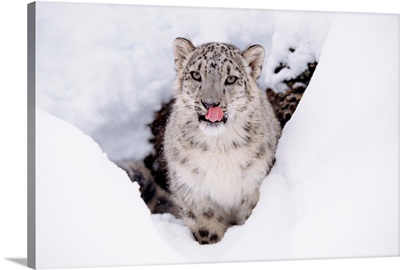 Snow Leopard (Uncia uncia) adult portrait in snow