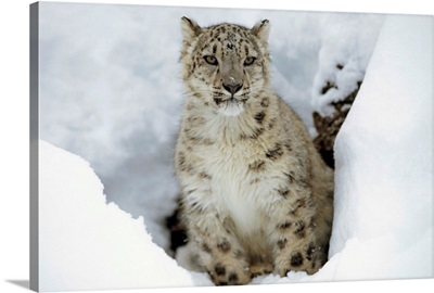 Snow Leopard (Uncia uncia) adult portrait in snow, native to Asia