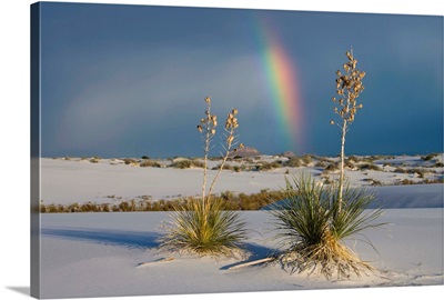 Soaptree Yucca and rainbow, White Sands National Monument, New Mexico