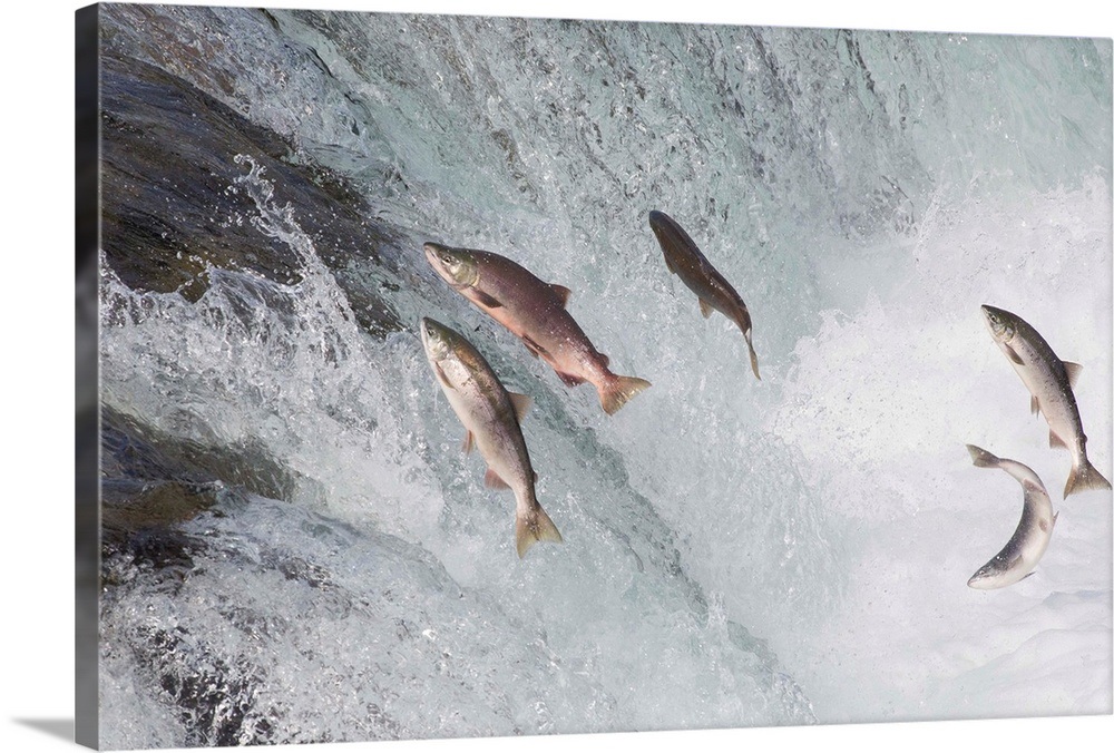 Sockeye Salmon group jumping up waterfall, Brooks Falls, Katmai